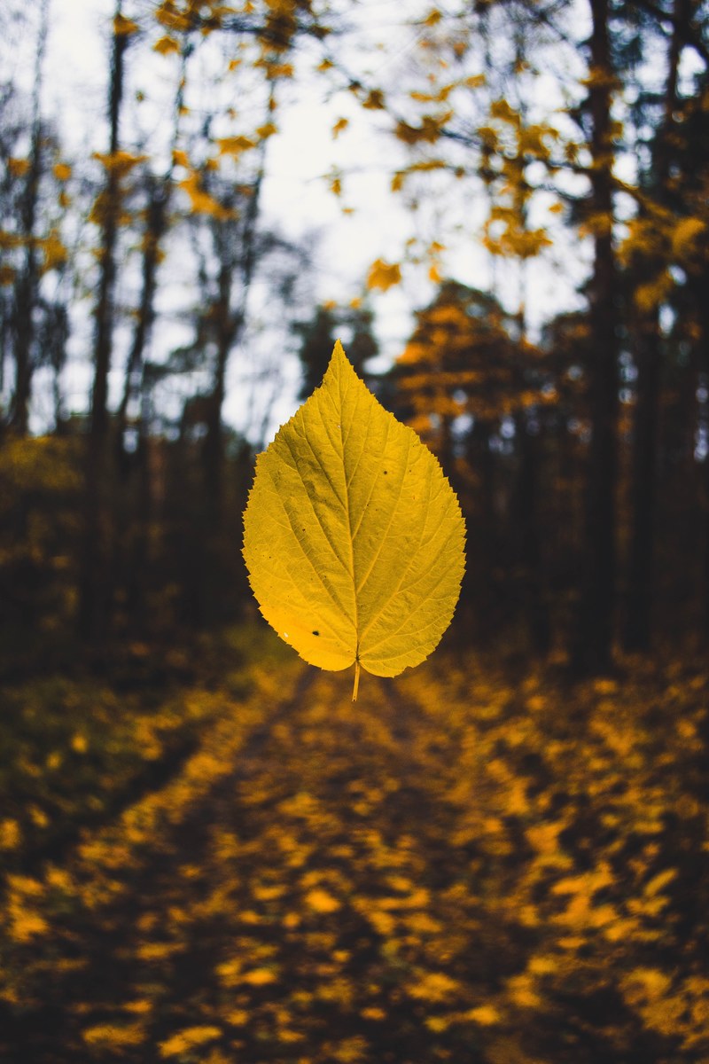 a yellow autumn leaf suspended in the air over the forest floor, yellow leaf mid air 4k