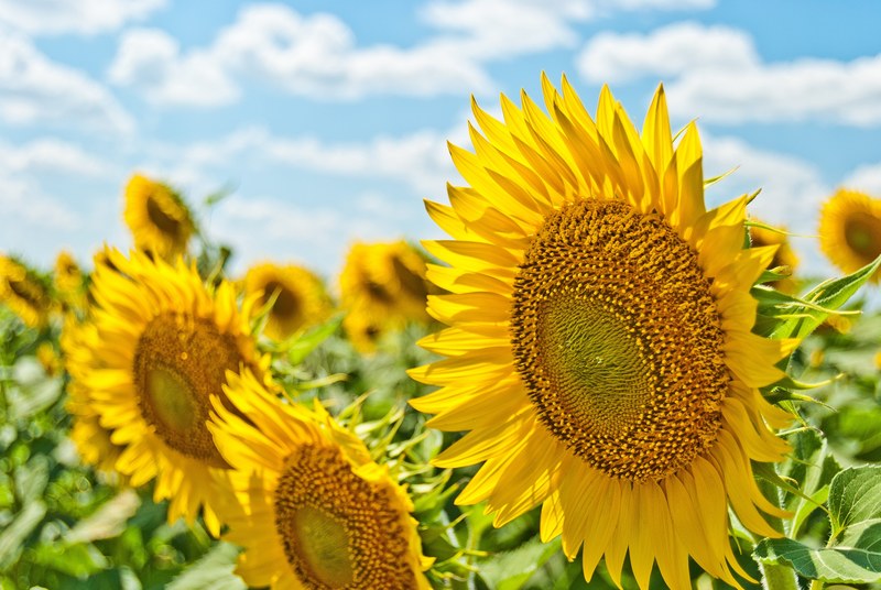 large sunflowers blooming in the summer, sunflowers field 4k