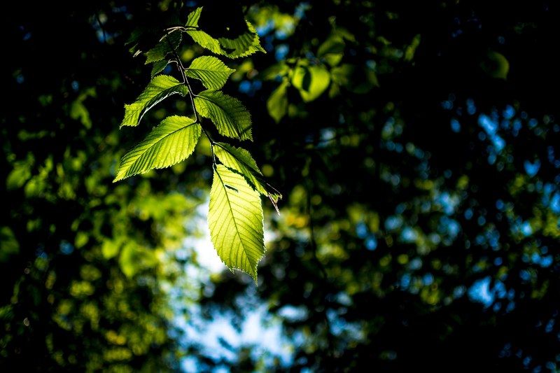 tree sunlight sun and summer 4k