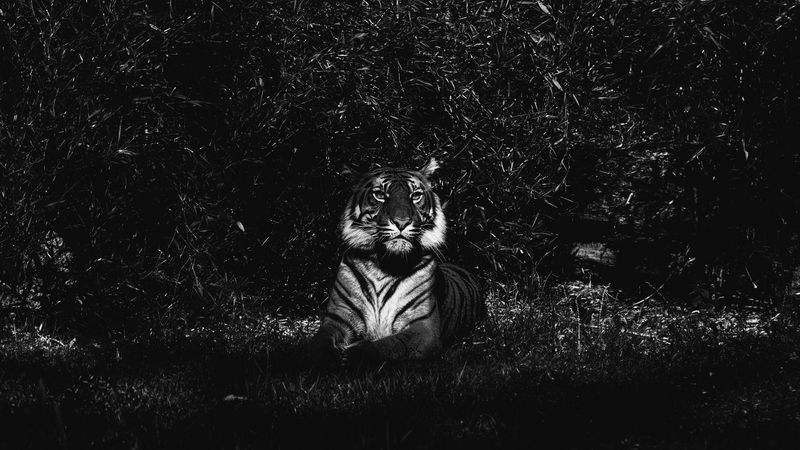 tiger, predator, lying, bw, 4k