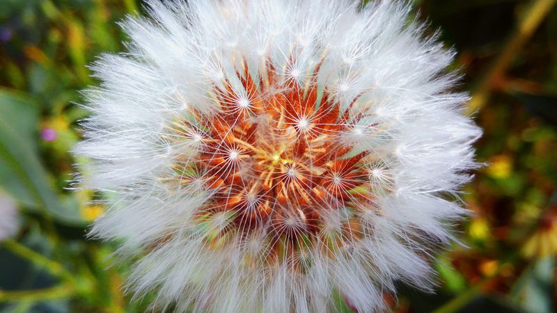 dandelion, down, flower, 4k