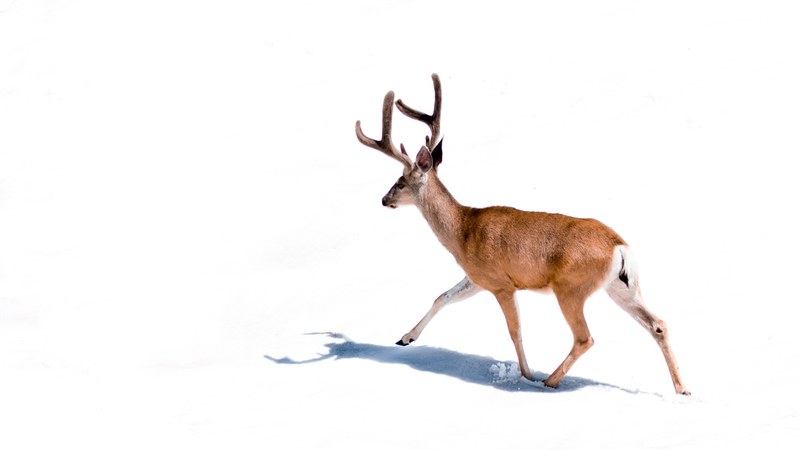a deer walking through the snow at mineral king in sequoia national park california, trot 4k