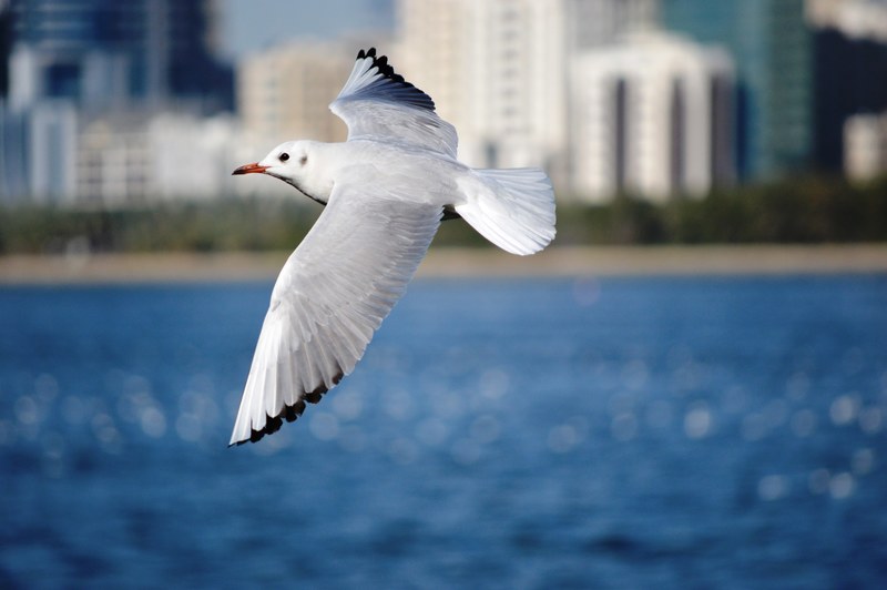 bird seagull flight and flying 4k