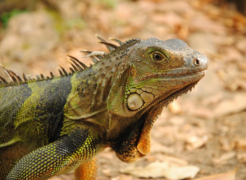 a close up of the head and torso of an imposing iguana in medellin, iguana portrait 4k