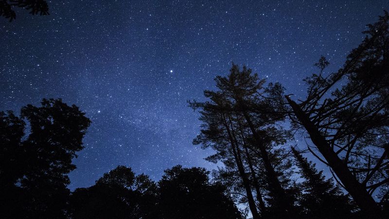 starry sky, trees, stars, night, 4k