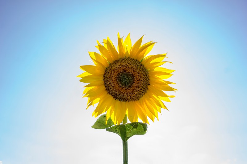 a single dandelion up close with the blue sky in the backdrop, _sunflower 4k