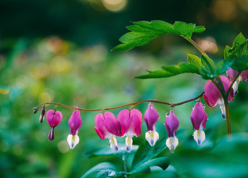 bleeding heart water drop droplet and water 4k