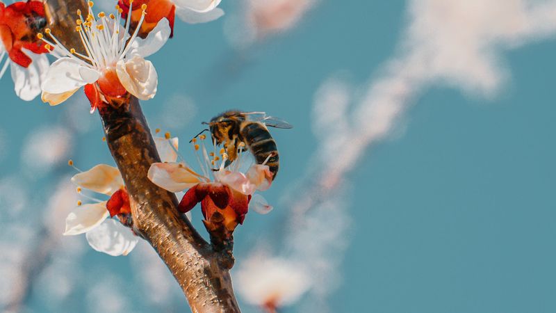bee, branch, flowering, pollen, 4k
