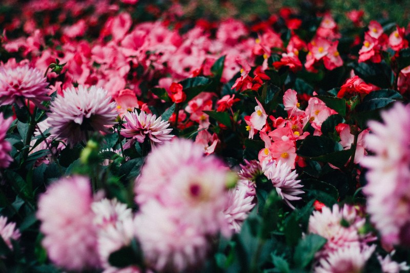 a blooming flower garden with red and pink flowers, beautiful flower garden 4k