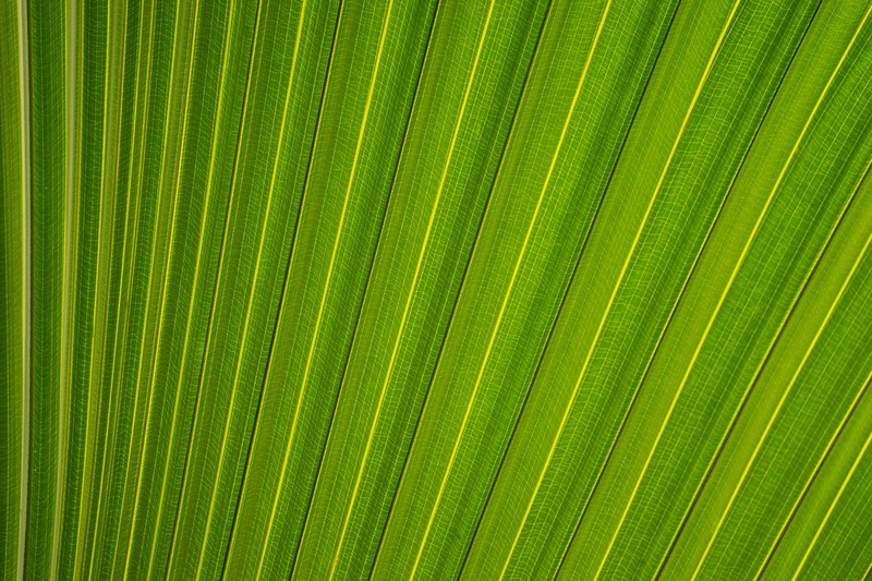 the green surface of a leaf with parallel lines cutting through it, parallel lines on a leaf 4k