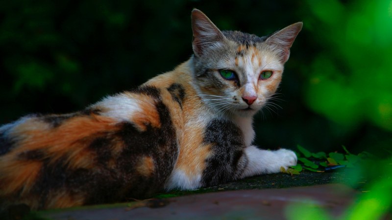 eye whisker pet and animal 4k