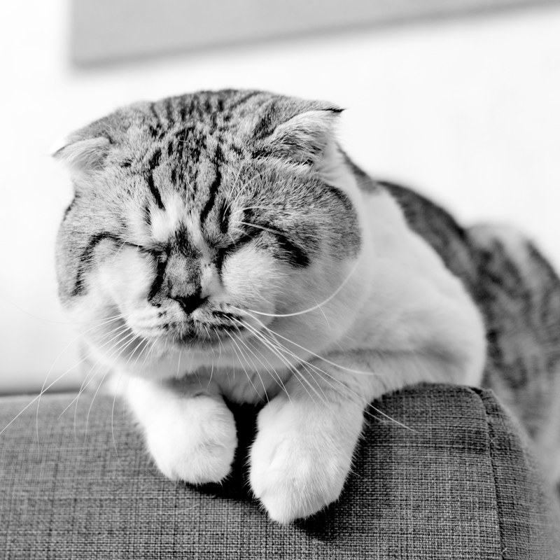 animal sleep black and white and cat 4k