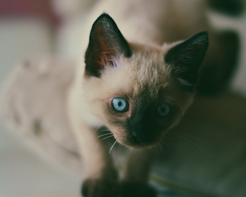 close up of a blue eyed siamese kitten, siamese kitten 4k