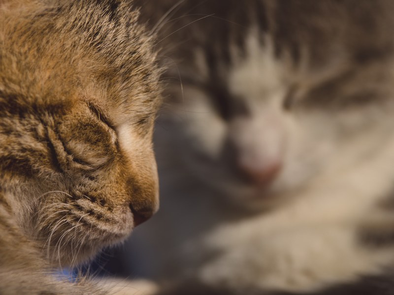eye whisker pet and animal 4k