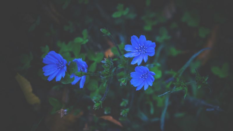 flowers, grass, blue, 4k