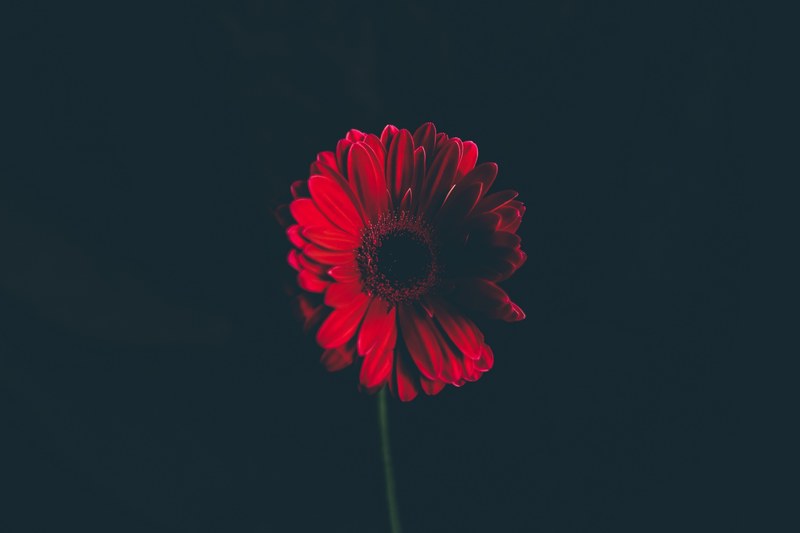 close up of a deep red marigold flower against a black background, brooding bloom 4k