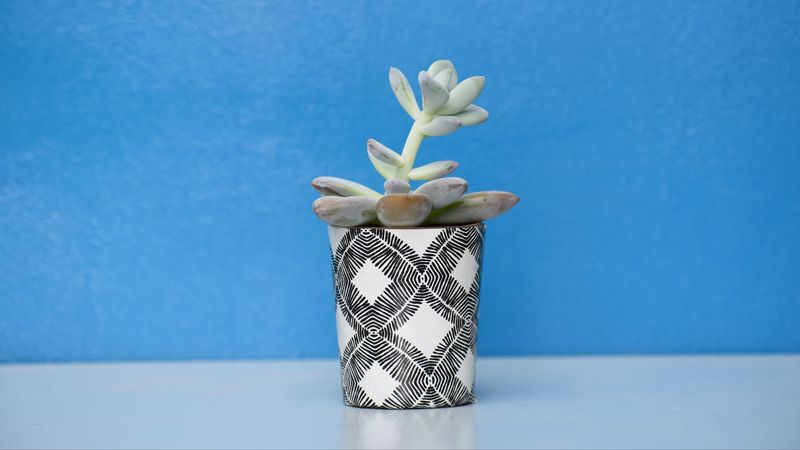 houseplant, pot, table, 4k