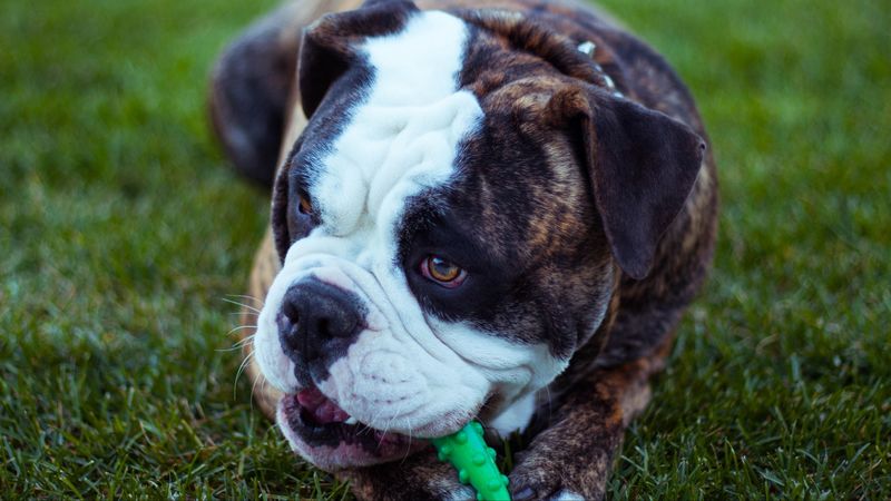 dog, bulldog, muzzle, playful, 4k
