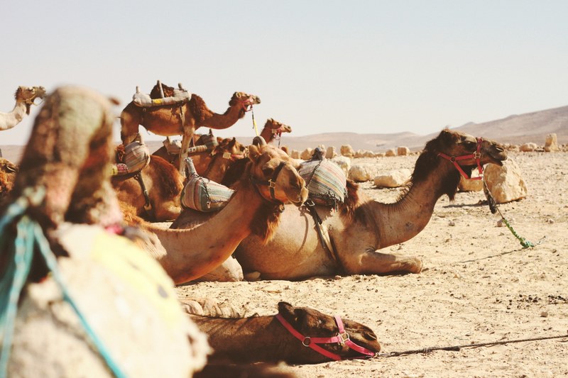 camels rest in the sandy terrain of negev, judea 4k