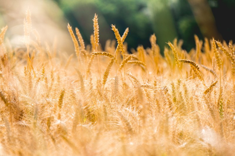 field wheat crop and golden 4k