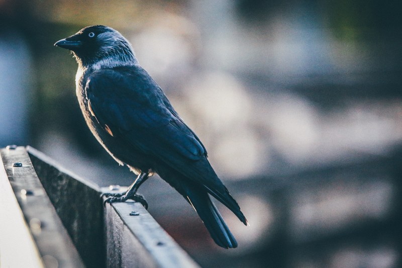 raven with dark feathers perches on a ledge at the zoo, bird on a perch 4k