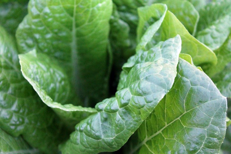 macro of lettuce leaves in a garden, lettuce leaves 4k