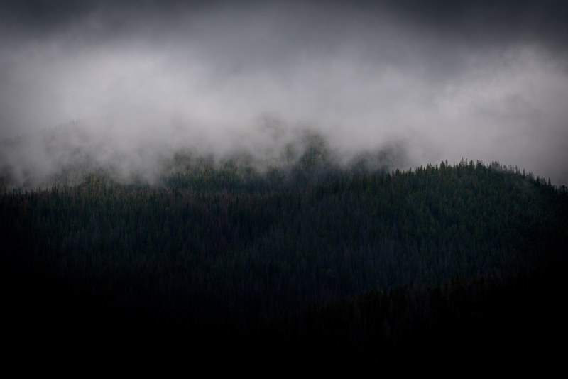 a haze over an evergreen forest in colorado, haze over a dark forest 4k