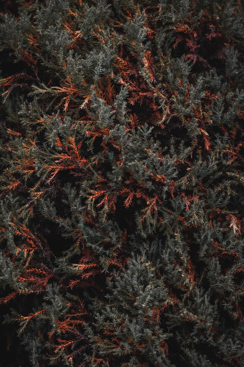 hedge bush tree and foliage hd, 4k