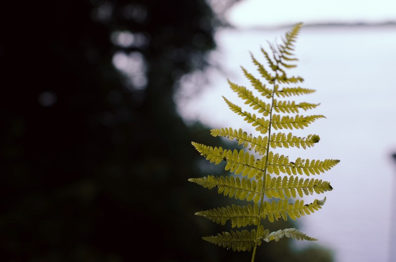 foliage fern leaf and plant 4k