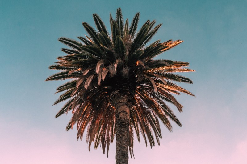 palm 4k