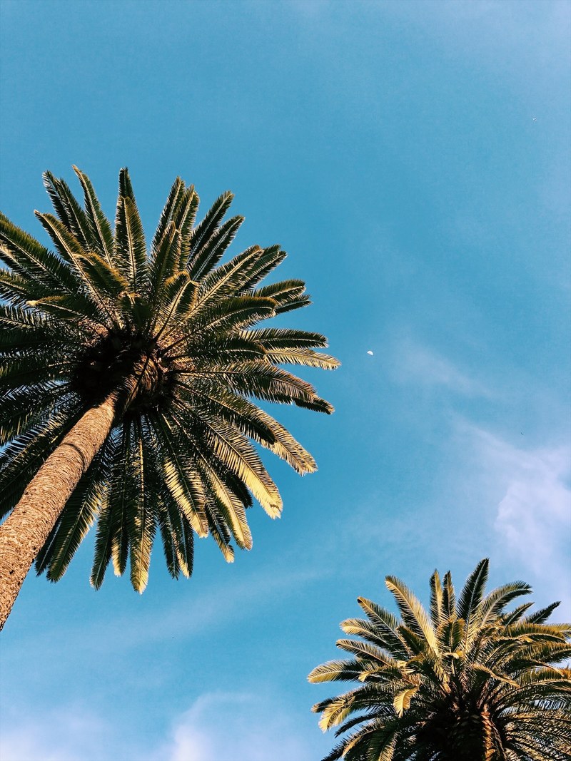 palm tree sky trunk and summer hd, 4k