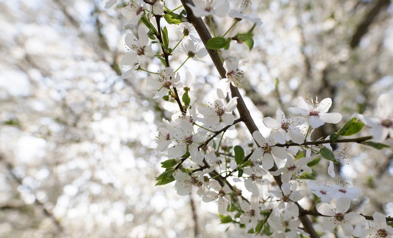 white blossom branch and green leaves in spring, white blossom leaf spring 4k
