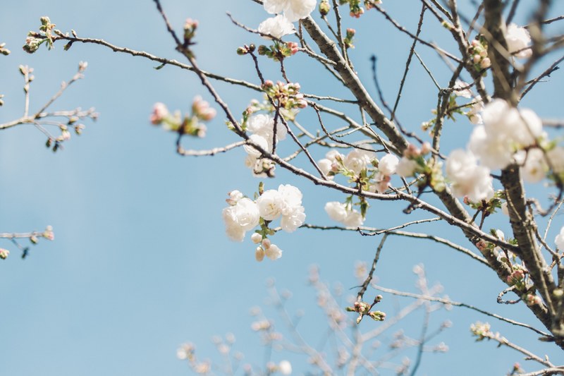 cherry blossom in bloom on branches with clear blue sky in spring from below, blossom from below 4k