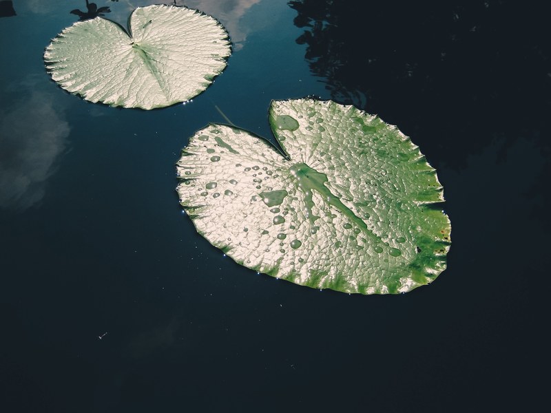 lily pad 4k