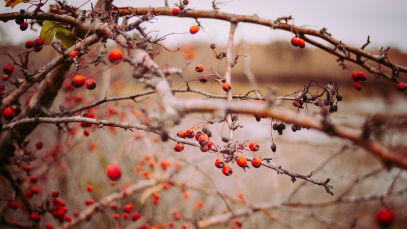 fruit berry red berry and spain 4k