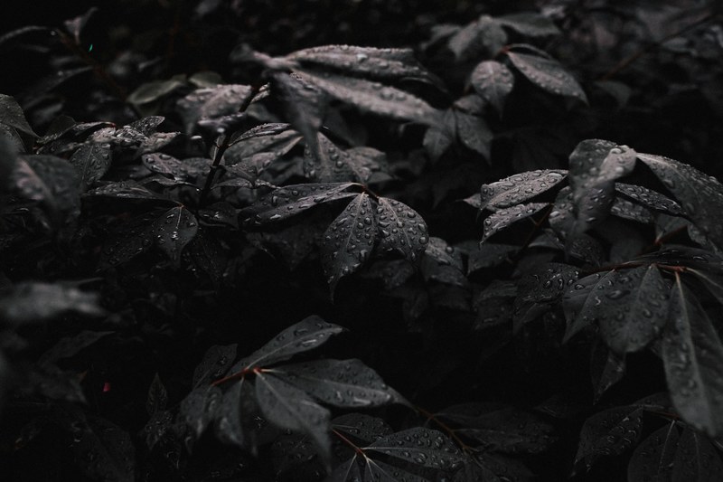 leaf raindrop waterdrop and rain drop 4k