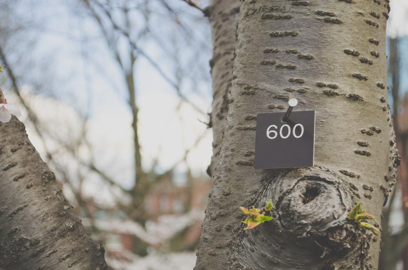 trunk wood spring and bark 4k