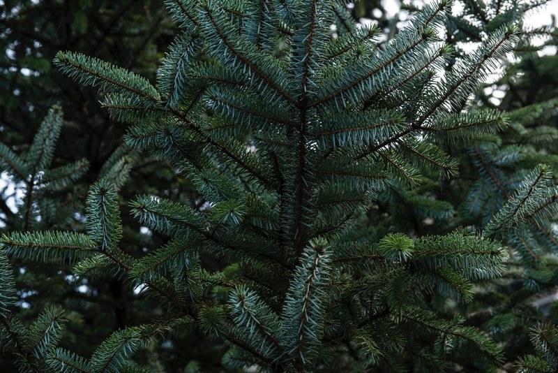 green christma xma and spruce 4k