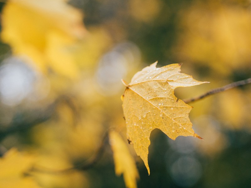 a yellow leaf hanging from the end of a branch, _yellow leaf 4k