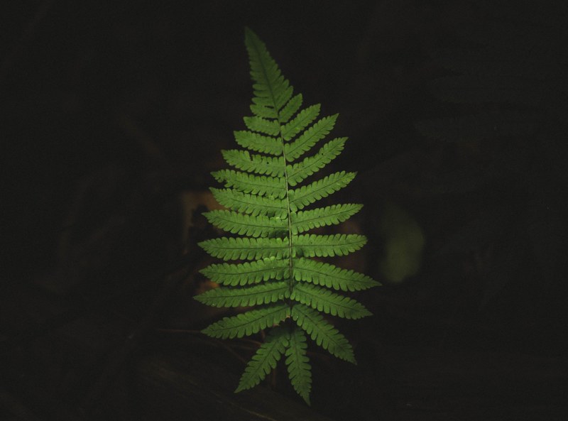leaf foliage fern and dark 4k