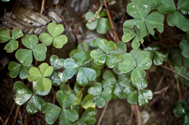 clover nature plant and dewy 4k
