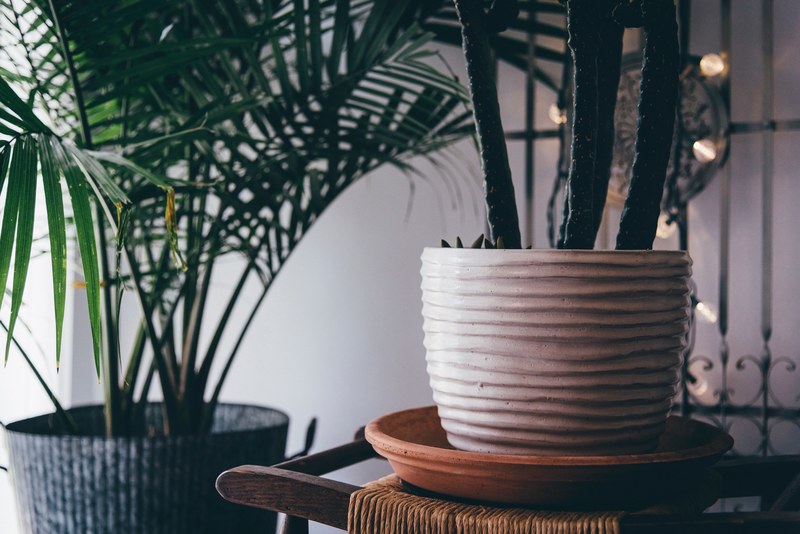 two large potted plants in a room, two large indoor plants 4k