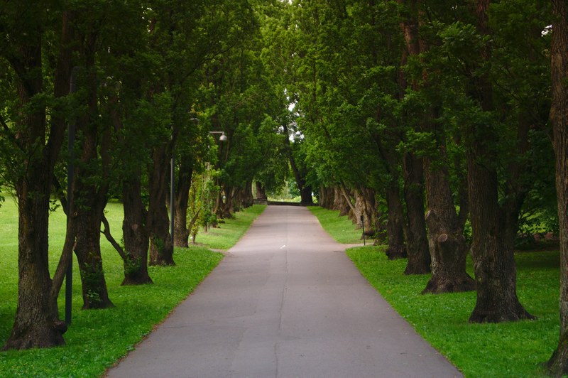 allee avenue alley and botanical garden 4k