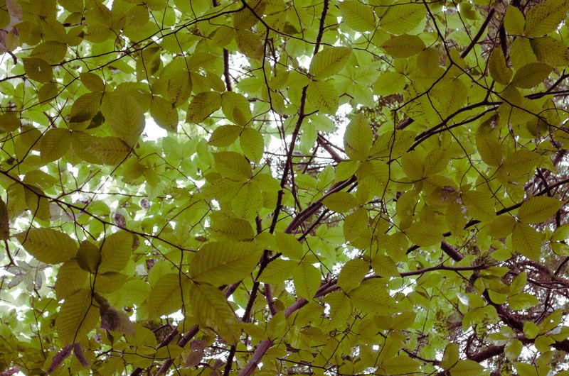 foliage green branch and sky 4k