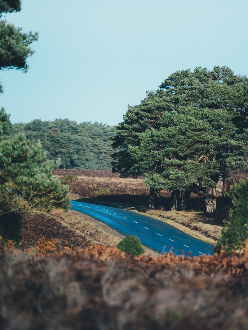 a tree lined road through the countryside in beaulieu, new forest raod 4k
