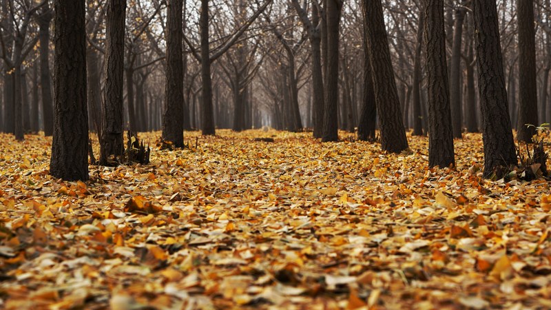 brown and orange leaves on the forest floor, carpet of autumn leaves 4k