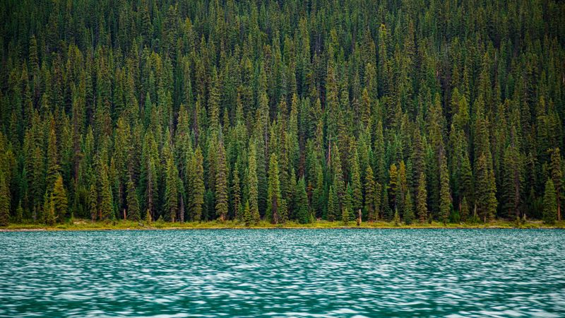 trees, river, water, surface, 4k