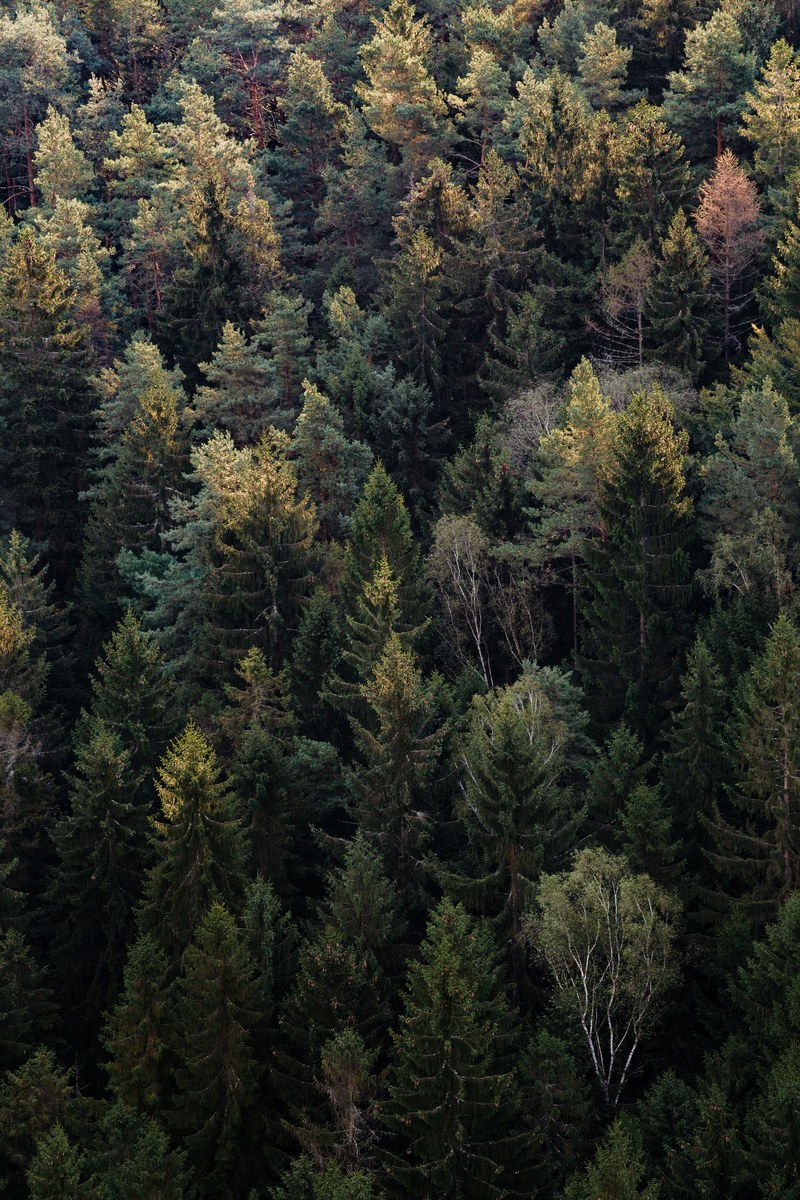 a forest of pine trees in rathmannsdorf saxony germany, mixed forest from above 4k