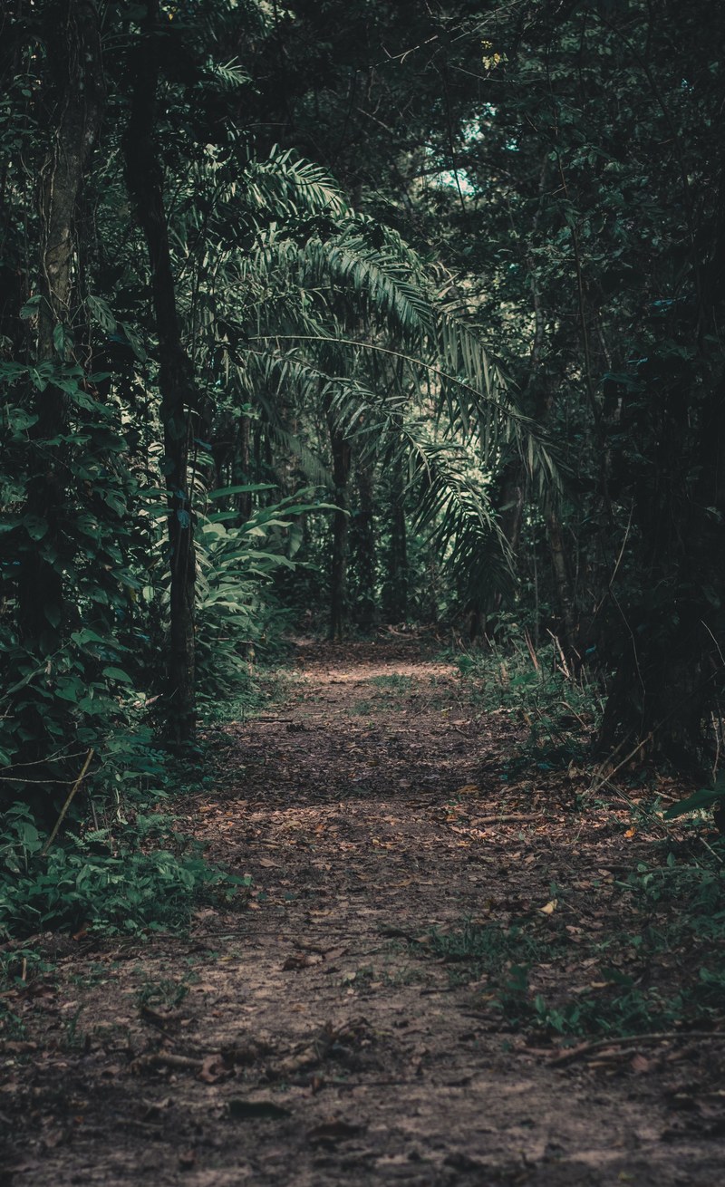 a leaf covered path through a tropical forest in peperpot nature park, lost 4k