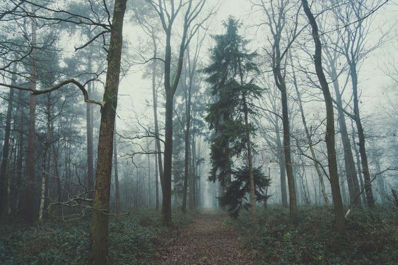 an empty leaf covered trail through a foggy forest, moody forest 4k